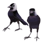 kavka / Eurasian Jackdaw duo