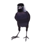 kavka / Eurasian Jackdaw individ